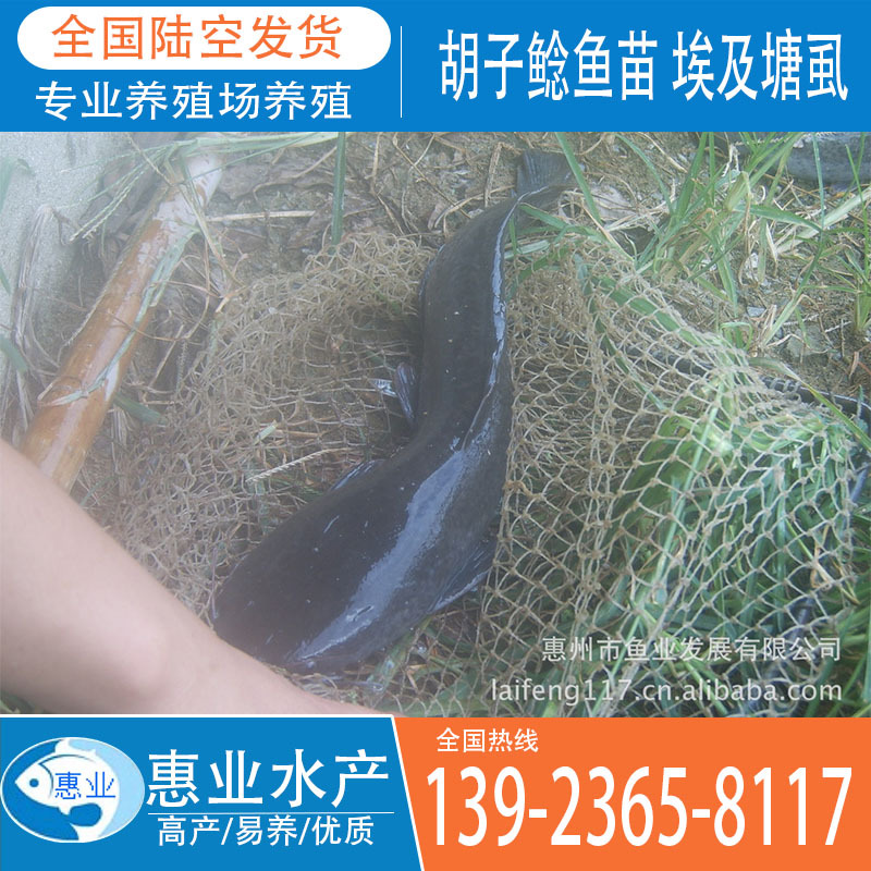 大量供应快大革胡子鲶鱼苗 埃及塘虱 鱼苗 及成品鱼